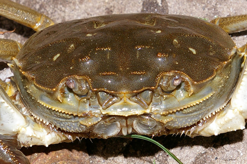 Beware of the River Crab!